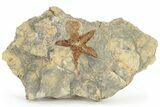 Ordovician Starfish Fossil With An Edrioasteroid - Morocco #226755-1